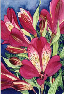 Peruvian Lillies