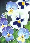 Violas and Pansies
