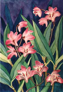 Twilight Orchids
