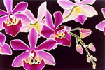 Asahi Orchids